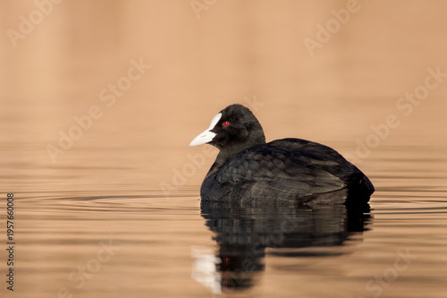 common coot