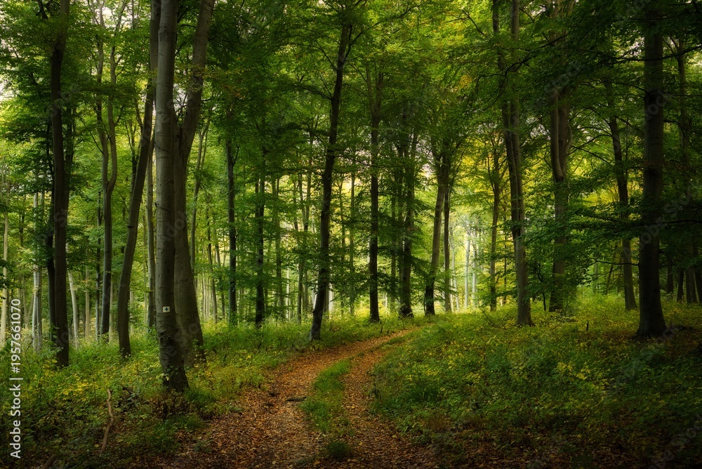 Fototapeta premium BOSQUE VERDE
