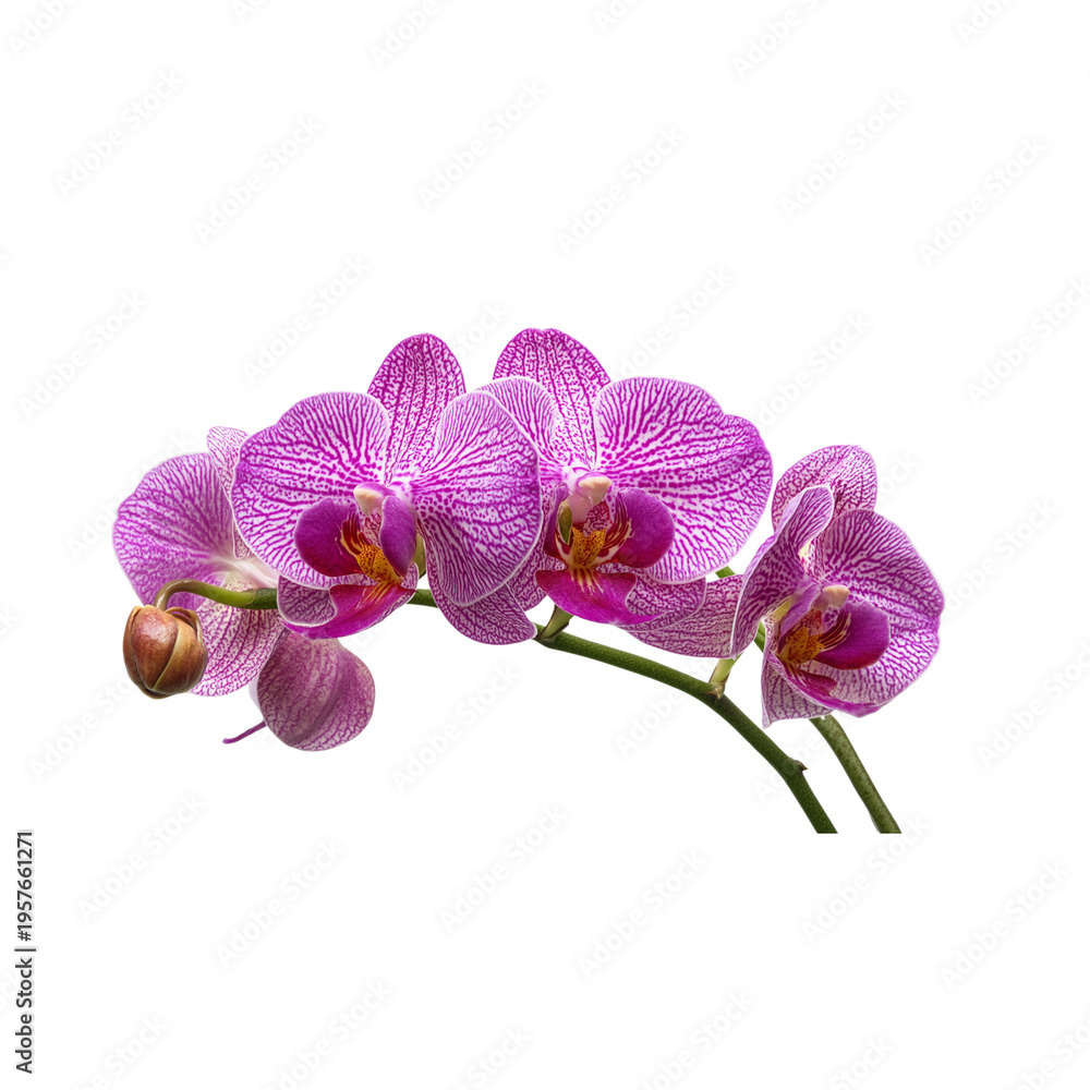 Naklejka premium Pink orchid flowers branch isolated on a transparent background