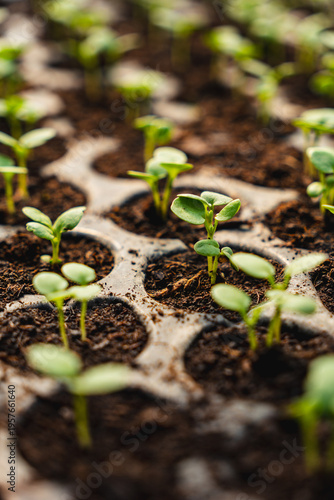 A close-up of small seedlings growing out of the ground