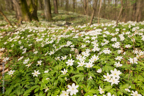 A meadow full of wood anemones in a forest