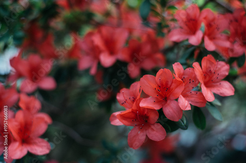Flowering bright red azalea, genus rhododendron. Wallpaper. Space for text. High quality photo