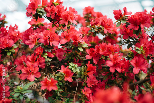 Flowering bright red azalea, genus rhododendron. Wallpaper. Space for text. High quality photo