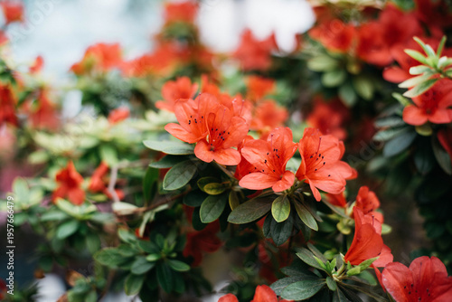 Flowering bright red azalea, genus rhododendron. Wallpaper. Space for text. High quality photo
