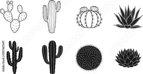 Black and white cactus and succulent desert plants prickly pear