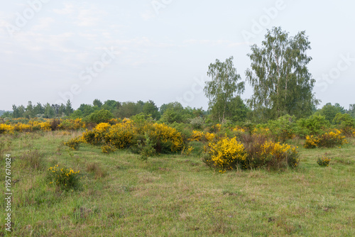 Flowering heath landscape in germany