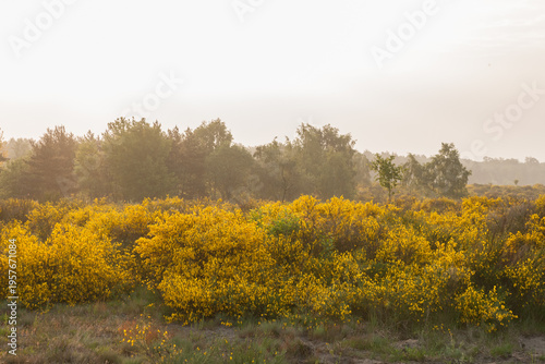 Flowering heath landscape in germany