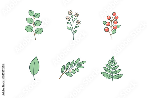 Six botanical illustrations including a fern frond, olive branch, red