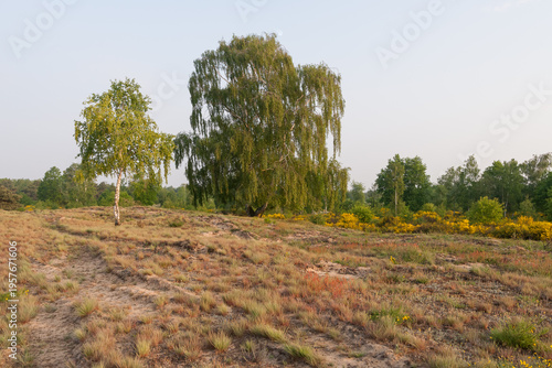 Flowering heath landscape in germany
