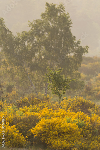 Flowering heath landscape in germany