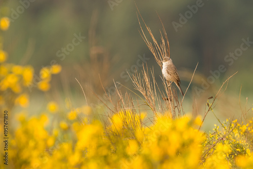 barred warbler between flowering broom
