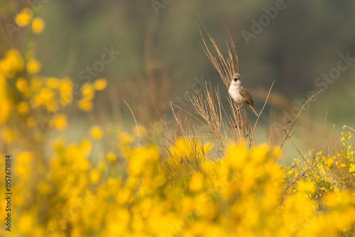 barred warbler between flowering broom
