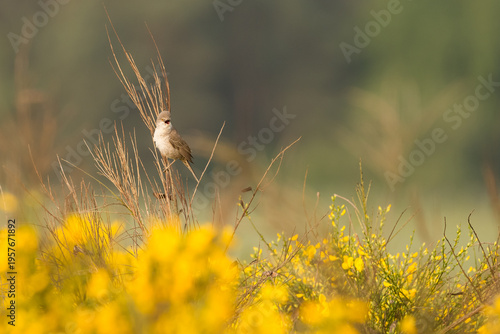barred warbler between flowering broom