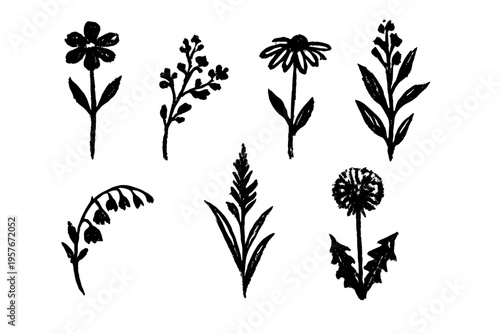 A set of seven hand-drawn botanical illustrations featuring various