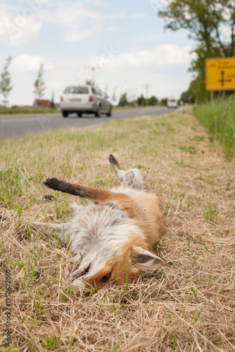 dead red fox next to a road