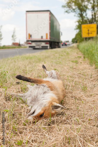 dead red fox next to a road