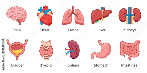 Set Human Organs Flat Icons with Labels. Anatomy Collection