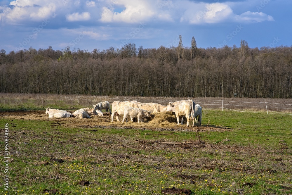 Fototapeta premium Herd of cows and calves grazing in a spring meadow.