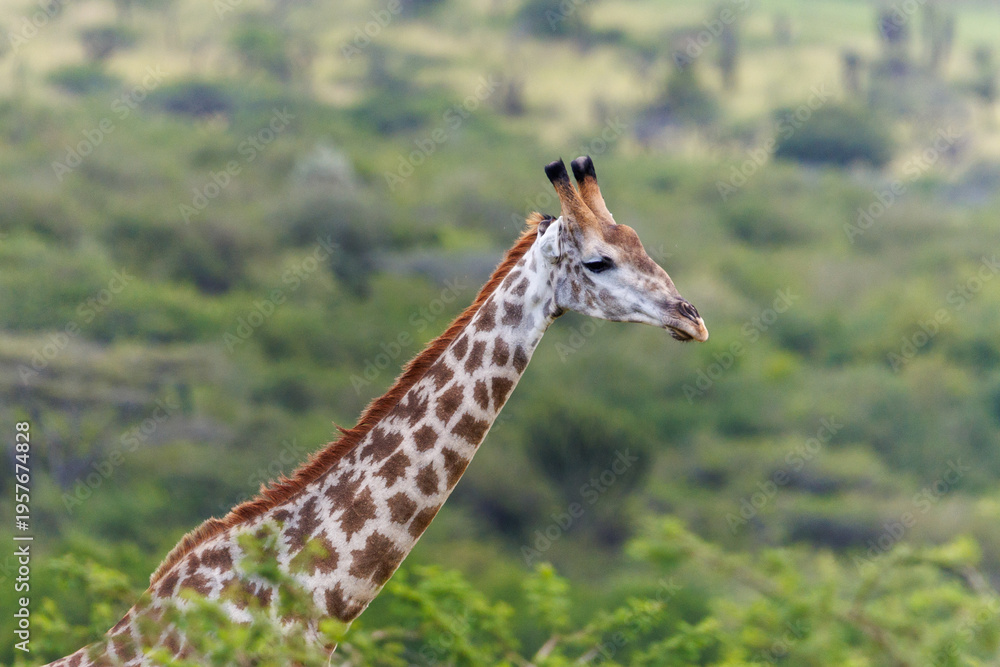 Fototapeta premium Giraffe portrait in African savanna, wildlife close up