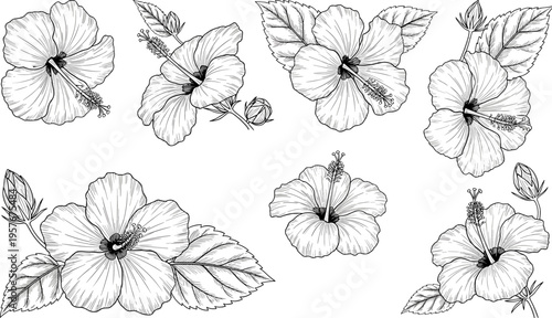Hibiscus Flower Line Art Vector Set, Hand Drawn Tropical Floral Sketches Isolated on White