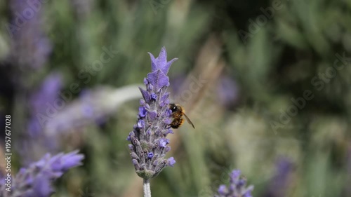 Bee Pollinating Lavender Flower Swaying In Wind - Macro Spring Nature 4K Greece