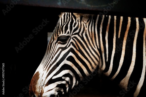 zebra close up