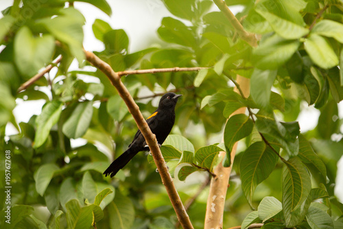 Cuadro en lienzo Um pássaro (Icterus pyrrhopterus) empoleirado em um galho de árvore de ata muito frondosa