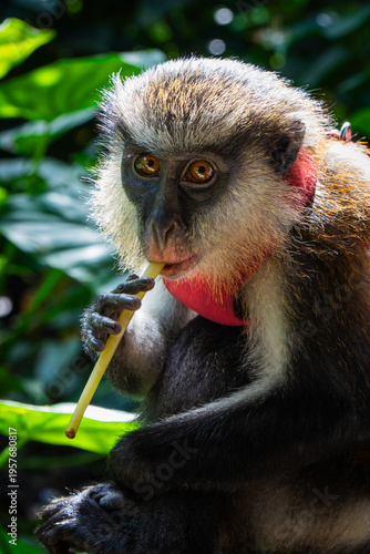 Sticker monkey staring at camera