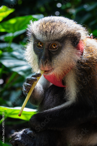Canvas Print monkey looking at camera