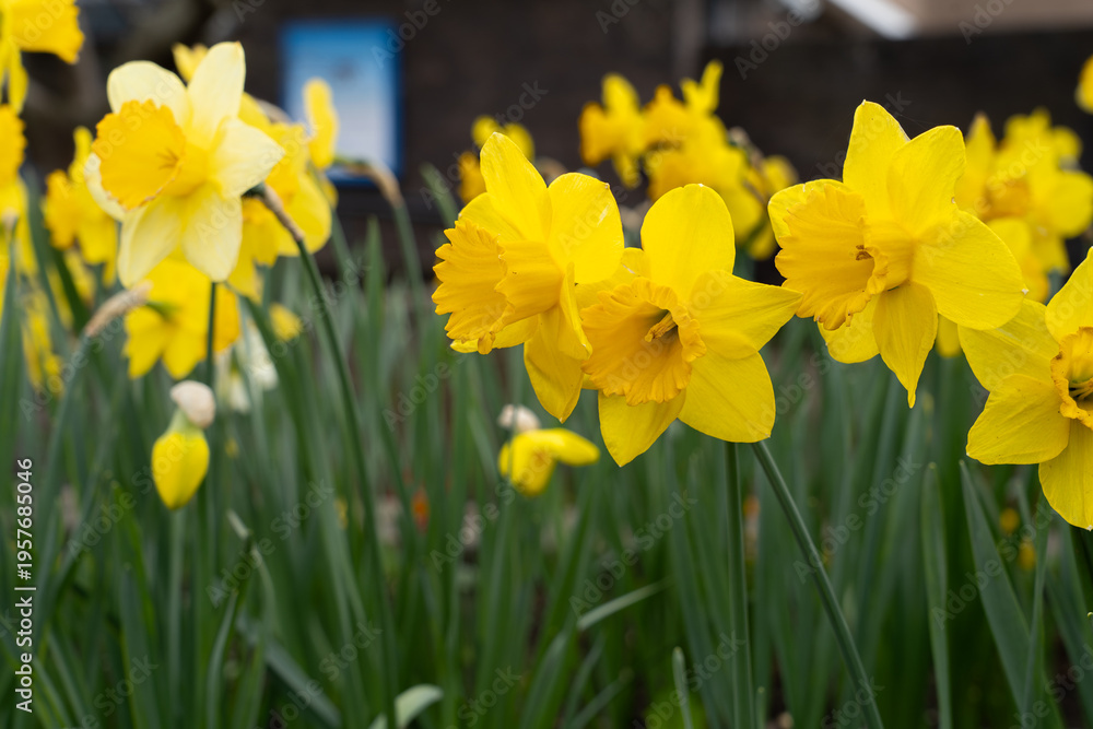 Obraz premium yellow daffodils in spring