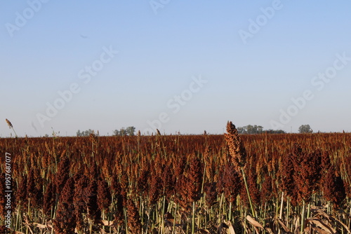 Canvas Print El sorgo (Sorghum bicolor) es un cereal de verano, alta resistencia a la sequía, calor y suelos pobres, es una planta monocotiledónea libre de gluten y rico en nutrientes y con alto valor forrajero