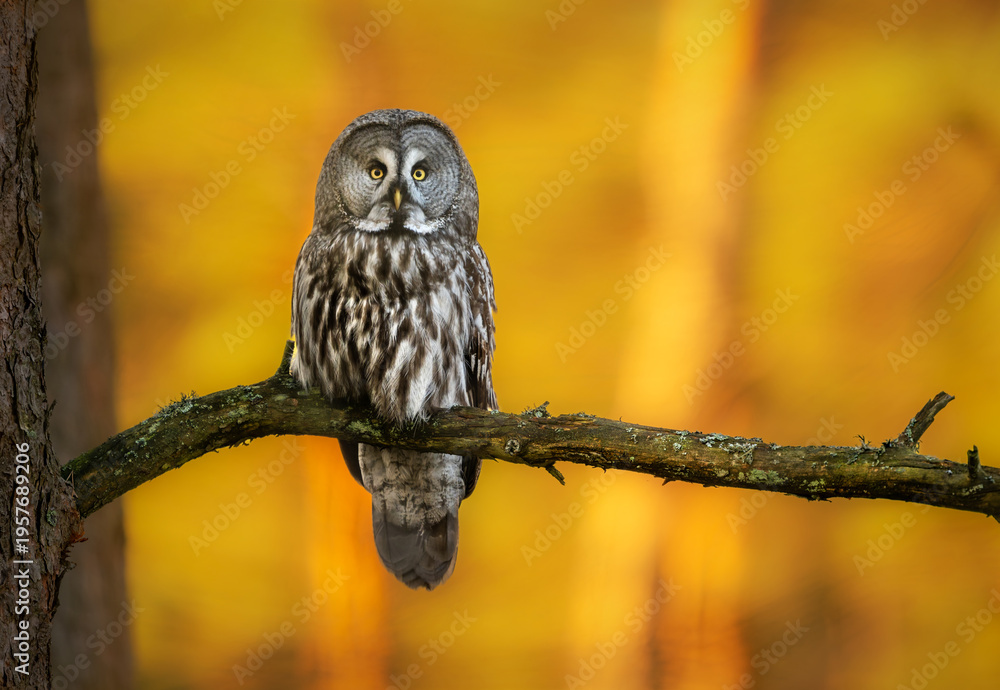 Fototapeta premium Great grey owl ( Strix nebulosa ) close up