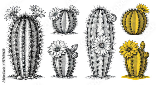 Hand-drawn Cacti Collection: Desert Plants with Blooming Flowers