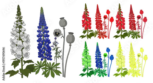 Floral Elements: Lupins, Poppies, Delphiniums - Botanical Illustration Set