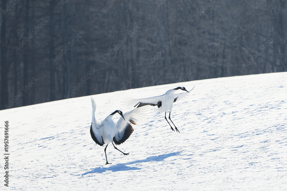 Obraz premium 二羽の鶴