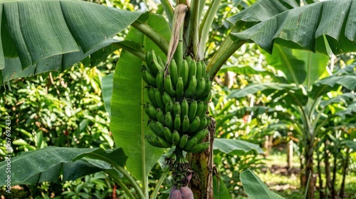 Green bananas growing on tree plant.