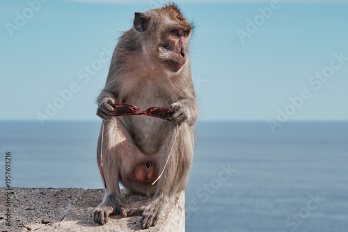 A monkey sits on a wall at Uluwatu temple in Bali holding a pair of sunglasses. The ocean is visible in the background as the monkey looks around
