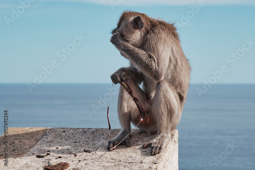 A monkey sits on a stone ledge at Uluwatu Temple in Bali. It holds a pair of sunglasses and looks confused about the situation. Tourists walk nearby, watching