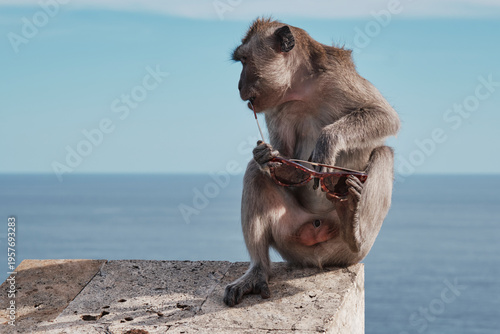 Photography A monkey at Uluwatu Temple in Bali plays with stolen sunglasses