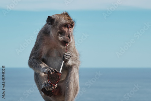 A monkey at Uluwatu temple in Bali takes someone's sunglasses. The monkey holds the sunglasses and plays with them while enjoying a sunny day by the ocean