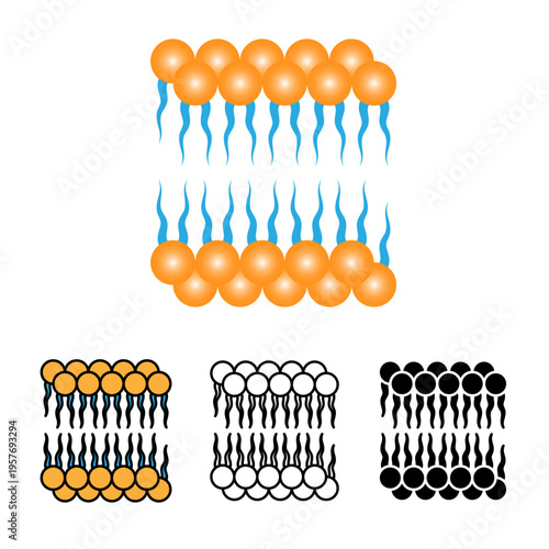Vector set of phospholipid lipid bilayer cell membrane structure. Includes color, line art, and silhouette icons. Ideal for biology, medical, and skincare educational designs