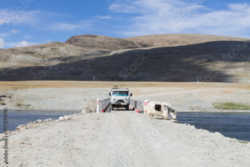 Domestic yak in Altai Tavan Bogd National Park, Mongolia