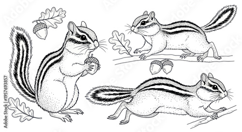 Cute Chipmunks with Acorns and Oak Leaves, Stylized Line Art Illustration