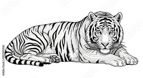 Detailed illustration of a white tiger lying down, black and white sketch style