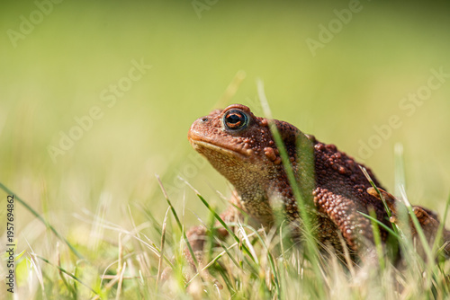 Common toad Bufo bufo closeup portrait in grass.