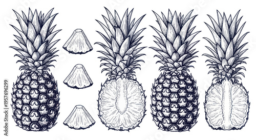 Hand-drawn Pineapple Collection: Whole, Sliced, and Half Cut, Sketch Style