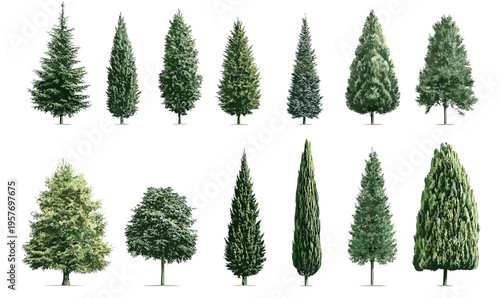 Collection of diverse evergreen and deciduous trees isolated on a white background