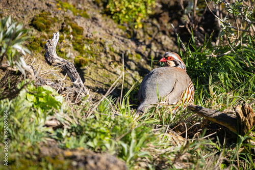 Red-legged partridge (Alectoris rufa) on Madeira island mountains