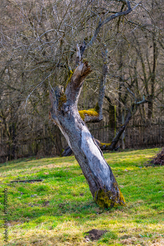 Old tree standing in a rural garden with wooden fence in background, symbol of tradition, sustainable living and connection to nature, peaceful countryside atmosphere
