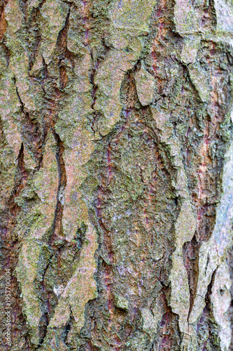 Detailed tree bark texture with natural pattern and earthy tones, abstract organic background, symbol of nature, growth and sustainability, rustic surface for design use